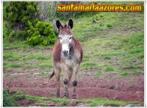 Jose Bernardo